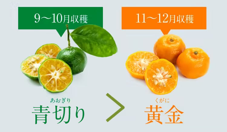 黄金よりも青切りのほうが栄養価が高い